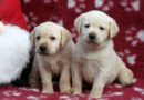 Cuccioli Labrador “F”