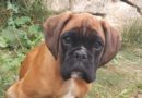 Cucciolo Disponibile