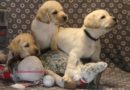 Cuccioli Labrador “G” disponibili