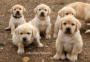Cuccioli Labrador “H” disponibili