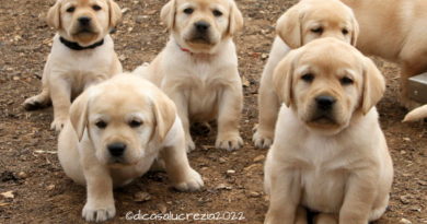 Cuccioli Labrador “H” disponibili