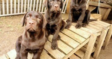 Cuccioli Labrador Disponibili